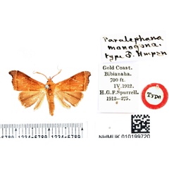 /filer/webapps/moths/media/images/M/monogona_Paralephana_HT_BMNH.jpg