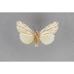 /filer/webapps/moths/media/images/R/ramosa_Paralacydes_HT_BMNH.jpg