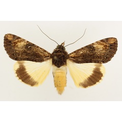 /filer/webapps/moths/media/images/P/primulina_Ulotrichopus_AM_TMSA_01.jpg