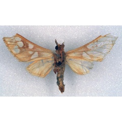 /filer/webapps/moths/media/images/P/perpusilla_Pseudothyretes_HT_BMNH_02.jpg