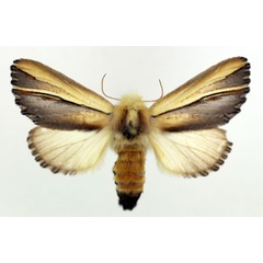 /filer/webapps/moths/media/images/G/gallans_Eutimia_AF_ISEA.jpg