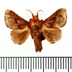 /filer/webapps/moths/media/images/P/pepon_Phorma_AM_BMNH_02.jpg