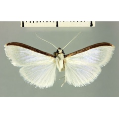 /filer/webapps/moths/media/images/P/paulianalis_Diaphania_HT_MNHN.jpg
