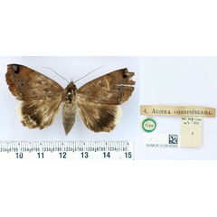 /filer/webapps/moths/media/images/C/conspicienda_Achaea_HT_BMNH.jpg