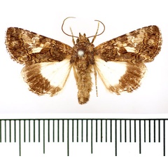 /filer/webapps/moths/media/images/S/squamosa_Aedia_AM_BMNH.jpg