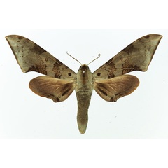 /filer/webapps/moths/media/images/M/murinus_Polyptychus_AF_Basquin_01.jpg