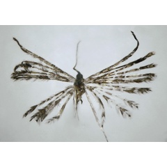 /filer/webapps/moths/media/images/M/meloui_Alucita_HT_BMNH.jpg