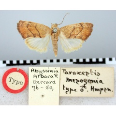 /filer/webapps/moths/media/images/M/mesogonia_Paraxestis_HT_BMNH.jpg