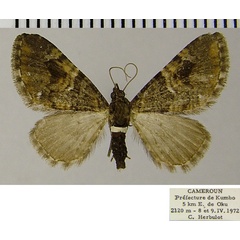 /filer/webapps/moths/media/images/N/nigribasis_Eupithecia_AF_ZSM.jpg