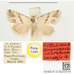 /filer/webapps/moths/media/images/C/ceresensis_Eublemma_PTF_BMNH.jpg