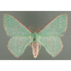 /filer/webapps/moths/media/images/R/rhodoblemma_Victoria_AF_TMSA.jpg