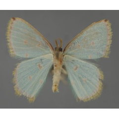 /filer/webapps/moths/media/images/S/stillata_Comostolopsis_A_ZSM_02.jpg