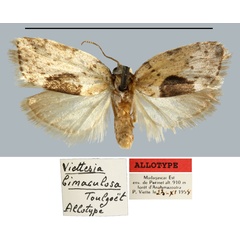 /filer/webapps/moths/media/images/B/bimaculosa_Viettesia_AT_MNHN.jpg