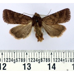 /filer/webapps/moths/media/images/B/berioi_Tycomarptes_AM_BMNH.jpg