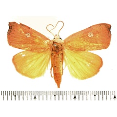 /filer/webapps/moths/media/images/A/albirenata_Paralephana_AF_BMNH.jpg