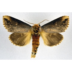 /filer/webapps/moths/media/images/L/lydenburgi_Phalera_AM_NHMO.jpg