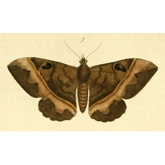 /filer/webapps/moths/media/images/F/fluctuosa_Cyligramma_Drury2_14_1.jpg