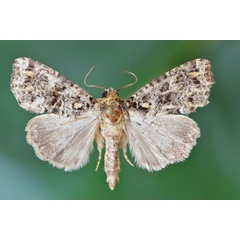 /filer/webapps/moths/media/images/L/latreillei_Callopistria_AM_Butler.jpg