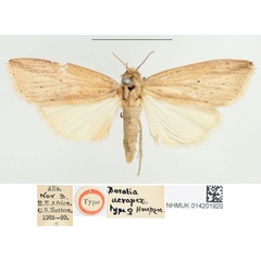 /filer/webapps/moths/media/images/A/acrapex_Borolia_HT_BMNH.jpg