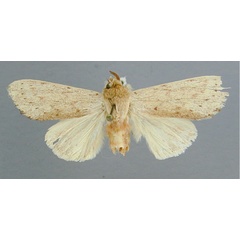 /filer/webapps/moths/media/images/R/roseiventris_Arciera_HT_RMCA.jpg
