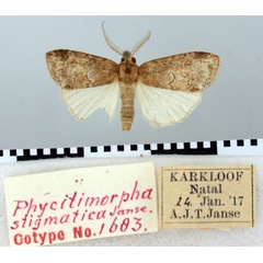 /filer/webapps/moths/media/images/S/stigmatica_Phycitimorpha_PT_TMSA.jpg
