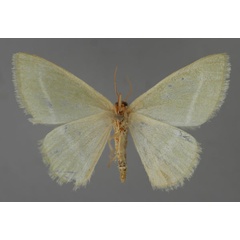 /filer/webapps/moths/media/images/S/sudanica_Mixocera_A_ZSM_02.jpg