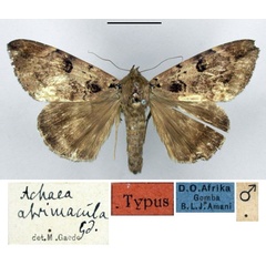/filer/webapps/moths/media/images/A/atrimacula_Achaea_HT_ZMHB.jpg