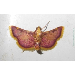 /filer/webapps/moths/media/images/M/mauritialis_Hypsopygia_A_Bippus_01.jpg