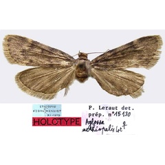 /filer/webapps/moths/media/images/A/aethiopialis_Aglossa_HT_MNHN.jpg