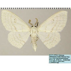 /filer/webapps/moths/media/images/C/centrophora_Somatina_AM_ZSMa.jpg