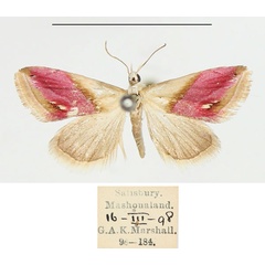/filer/webapps/moths/media/images/A/acarodes_Eublemma_AF_BMNH.jpg