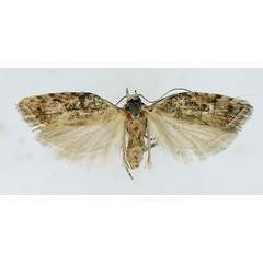 /filer/webapps/moths/media/images/C/conobathra_Carposina_AF_TMSA.jpg