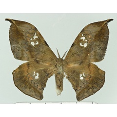 /filer/webapps/moths/media/images/F/fontainei_Orthogonioptilum_AF_Basquin.jpg