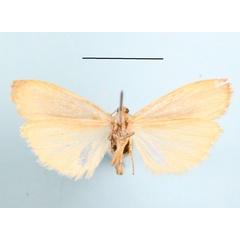 /filer/webapps/moths/media/images/M/makomensis_Archithosia_AF_MGCLb_01.JPG
