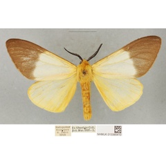 /filer/webapps/moths/media/images/M/meloui_Coenostegia_PLTM_BMNH_02.jpg