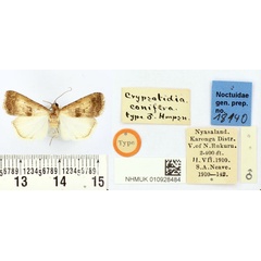 /filer/webapps/moths/media/images/C/conifera_Crypsotidia_PT_BMNH.jpg