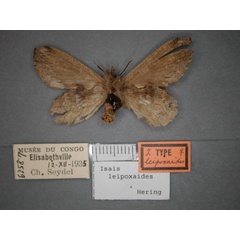 /filer/webapps/moths/media/images/L/leipoxaides_Isais_AT_RMCA_02.jpg