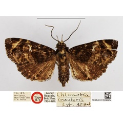 /filer/webapps/moths/media/images/I/insularis_Chlumetia_HT_NHMUK.jpg