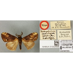 /filer/webapps/moths/media/images/I/iodnephes_Dasychira_HT_BMNHa.jpg