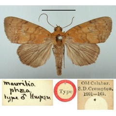 /filer/webapps/moths/media/images/P/phaea_Maurilia_HT_BMNH.jpg