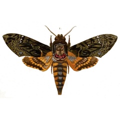 /filer/webapps/moths/media/images/S/satanas_Acherontia_HT_Boisduval_16-1.jpg