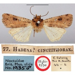 /filer/webapps/moths/media/images/C/cinctithorax_Hadena_HT_BMNH.jpg
