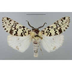 /filer/webapps/moths/media/images/R/rhodalipha_Rhypopteryx_AM_TMSA.jpg