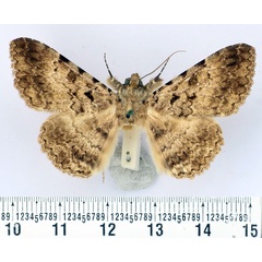 /filer/webapps/moths/media/images/C/collusoria_Polydesma_AM_BMNH.jpg