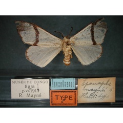 /filer/webapps/moths/media/images/M/maynei_Epanaphe_HT_RMCA_01.jpg