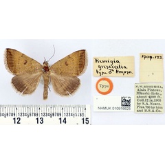 /filer/webapps/moths/media/images/G/griseicilia_Remigia_HT_BMNH.jpg