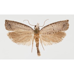 /filer/webapps/moths/media/images/K/kwazuluana_Hystrichophora_AM_ZMHB.jpg