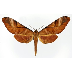 /filer/webapps/moths/media/images/H/hornimani_Rhadinopasa_AF_Basquin.jpg
