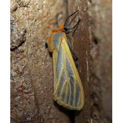 /filer/webapps/moths/media/images/S/scita_Pseudoradiarctia_A_Voaden_01.jpg