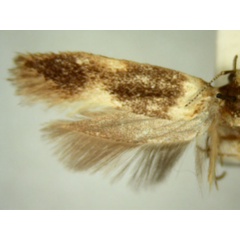 /filer/webapps/moths/media/images/C/chloronephes_Limnaecia_HT888_TMSA_02.jpg